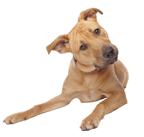 cute-dog-transparent-background